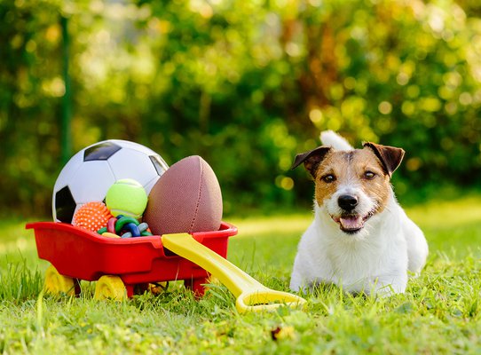Perro con juguetes en un carrito invitándote a jugar
